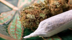 Trusted Cannabis Reviews from LookyWeed for Hemp Enthusiasts