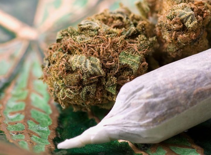 Trusted Cannabis Reviews from LookyWeed for Hemp Enthusiasts