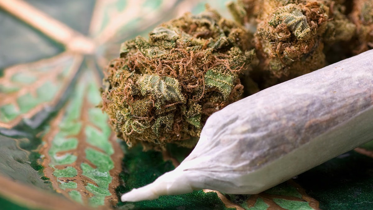 Trusted Cannabis Reviews from LookyWeed for Hemp Enthusiasts